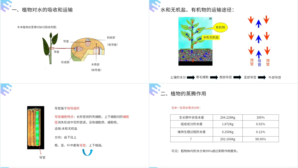 人教版七年级初一上册生物《绿色植物与生物圈的水循环》PPT课件 人教版七年级初一上册生物《绿色植物与生物圈的水循环》PPT课件