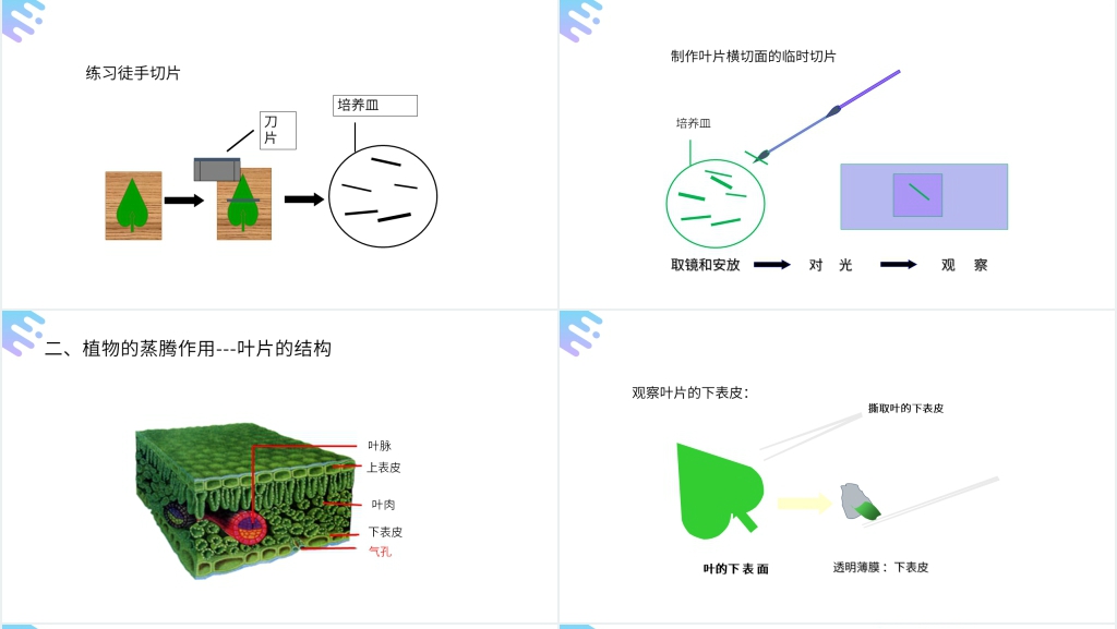 人教版七年级初一上册生物《绿色植物与生物圈的水循环》PPT课件 人教版七年级初一上册生物《绿色植物与生物圈的水循环》PPT课件