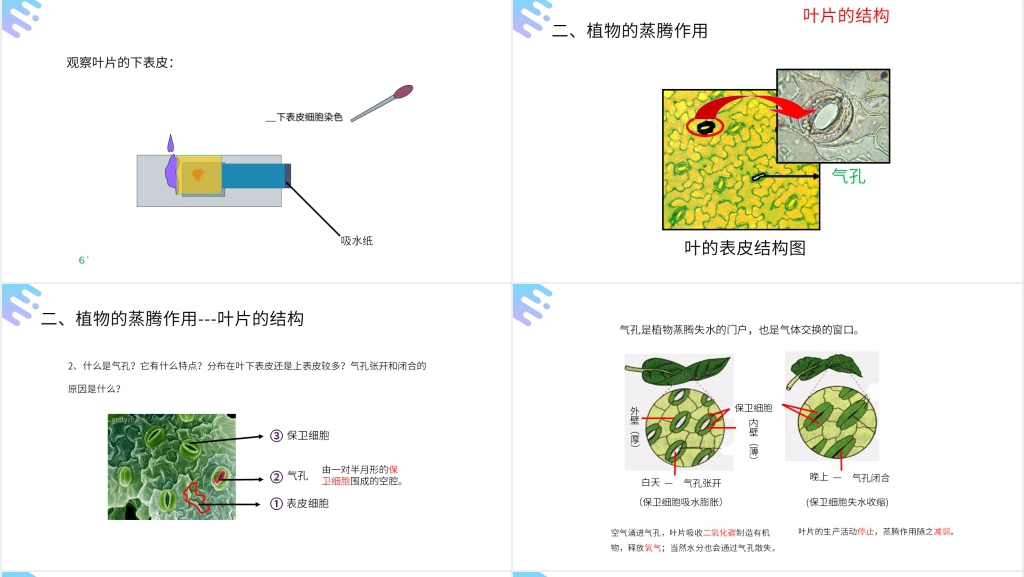 人教版七年级初一上册生物《绿色植物与生物圈的水循环》PPT课件 人教版七年级初一上册生物《绿色植物与生物圈的水循环》PPT课件