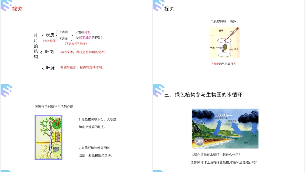 人教版七年级初一上册生物《绿色植物与生物圈的水循环》PPT课件 人教版七年级初一上册生物《绿色植物与生物圈的水循环》PPT课件