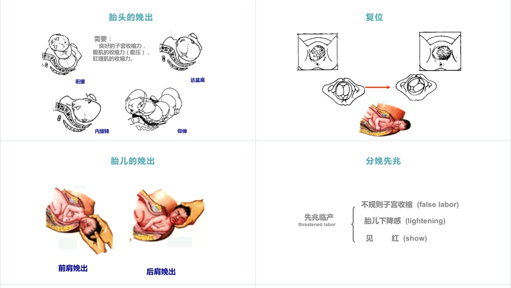 分娩期妇女的护理讲课PPT课件 分娩期妇女的护理讲课PPT课件