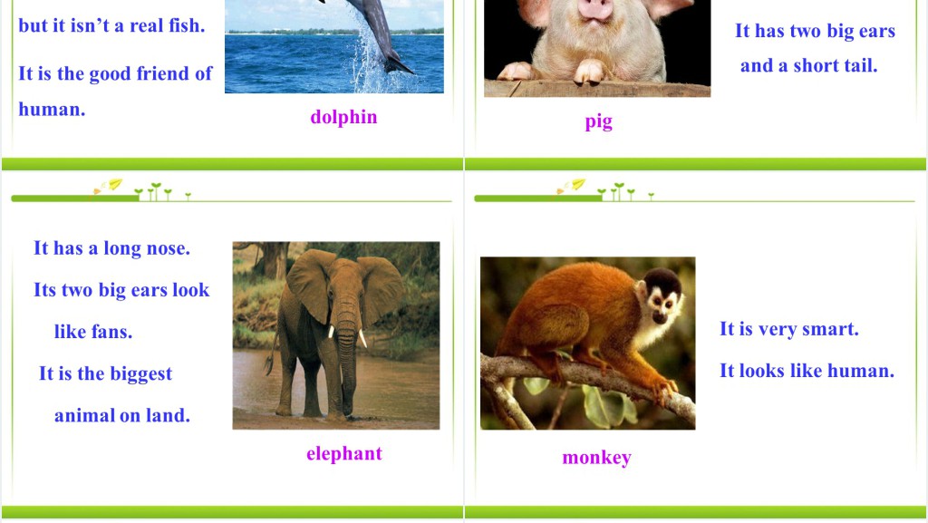 Why do you like pandas英语PPT课件 Why do you like pandas英语PPT课件