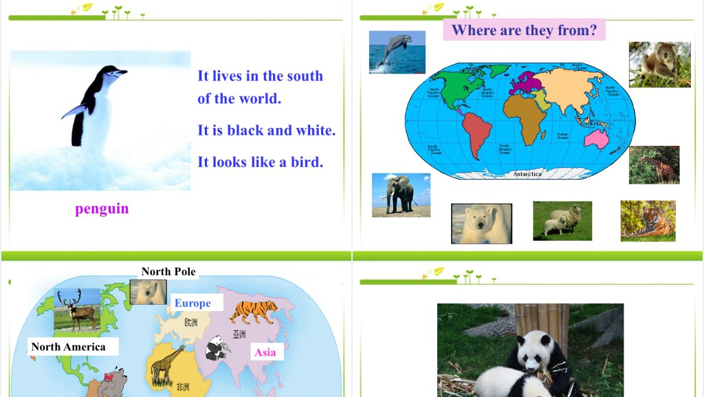 Why do you like pandas英语PPT课件 Why do you like pandas英语PPT课件