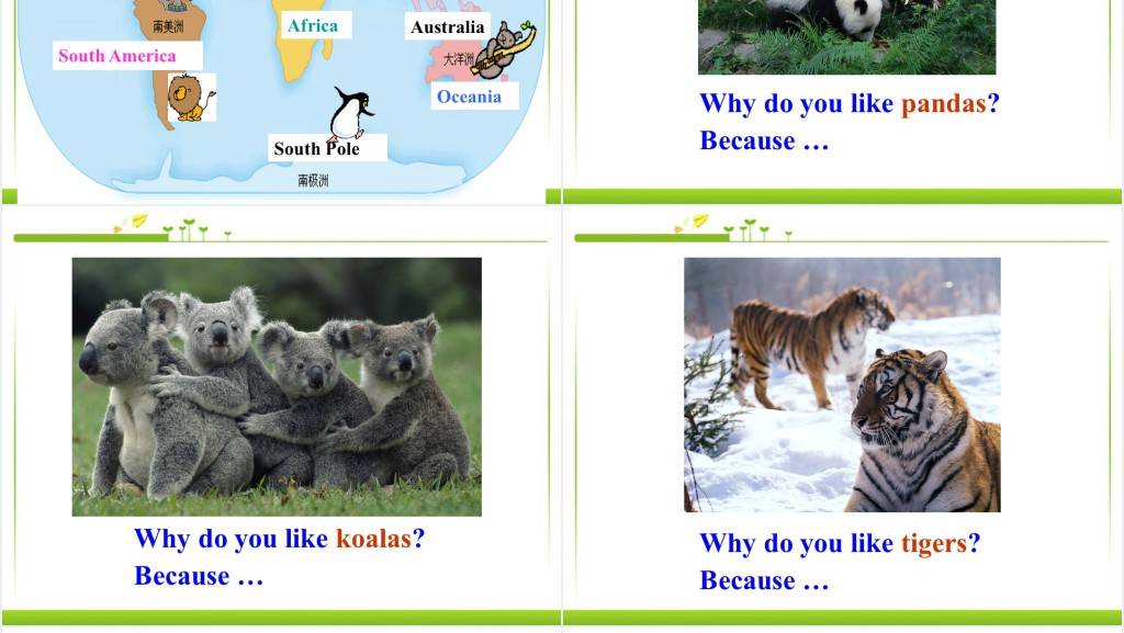 Why do you like pandas英语PPT课件 Why do you like pandas英语PPT课件