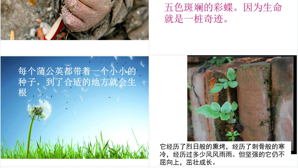 小学语文园地五:习作生命PPT课件 小学语文园地五:习作生命PPT课件