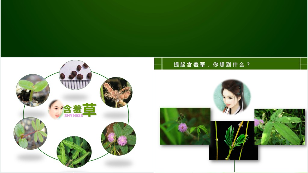 含羞草生长过程PPT 含羞草生长过程PPT