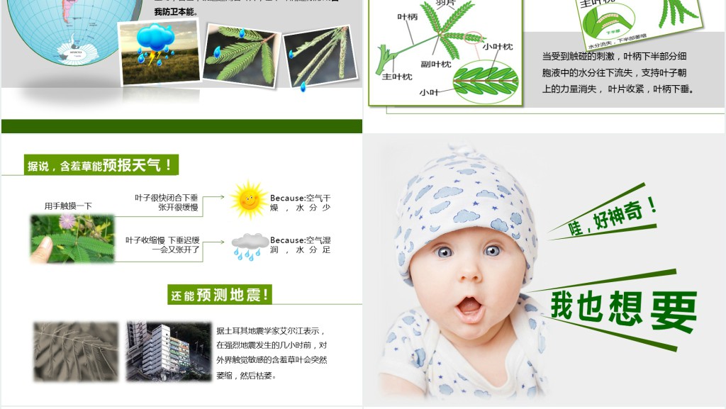 含羞草生长过程PPT 含羞草生长过程PPT