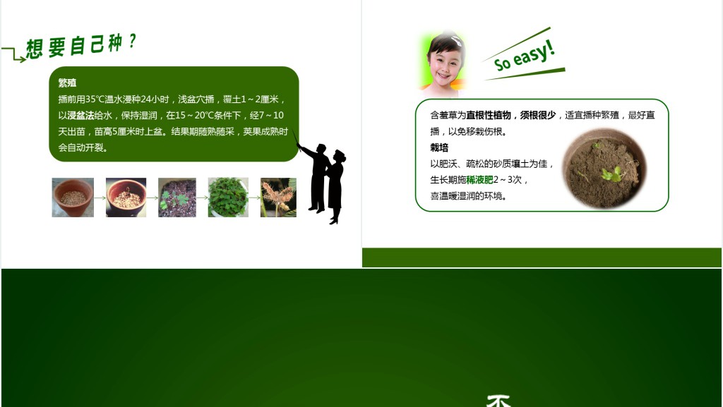 含羞草生长过程PPT 含羞草生长过程PPT