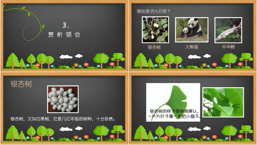 小学课文《活化石》PPT课件