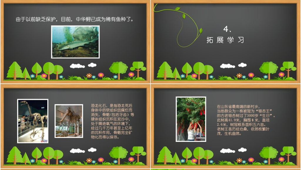 小学课文《活化石》PPT课件