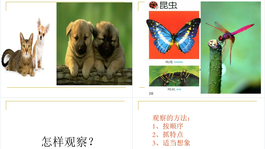 三年级观察日记PPT课件 三年级观察日记PPT课件