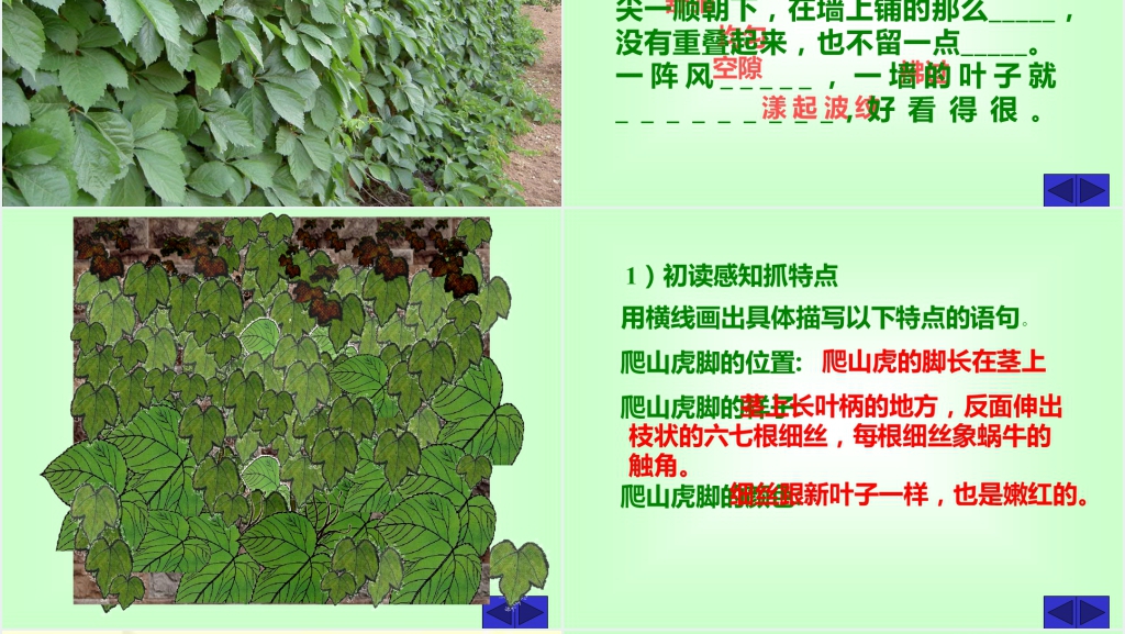 四年级语文爬山虎的脚课文PPT课件 四年级语文爬山虎的脚课文PPT课件