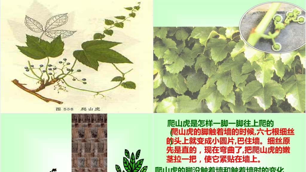 四年级语文爬山虎的脚课文PPT课件 四年级语文爬山虎的脚课文PPT课件
