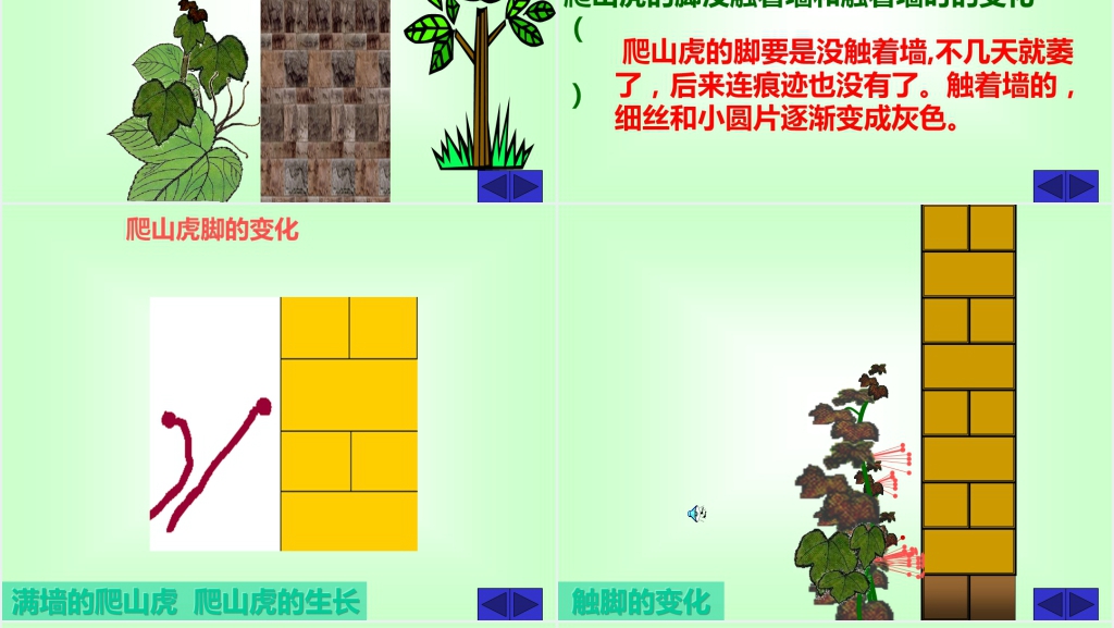 四年级语文爬山虎的脚课文PPT课件 四年级语文爬山虎的脚课文PPT课件