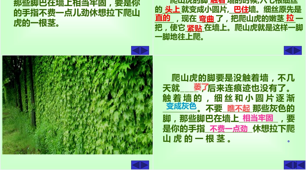 四年级语文爬山虎的脚课文PPT课件 四年级语文爬山虎的脚课文PPT课件