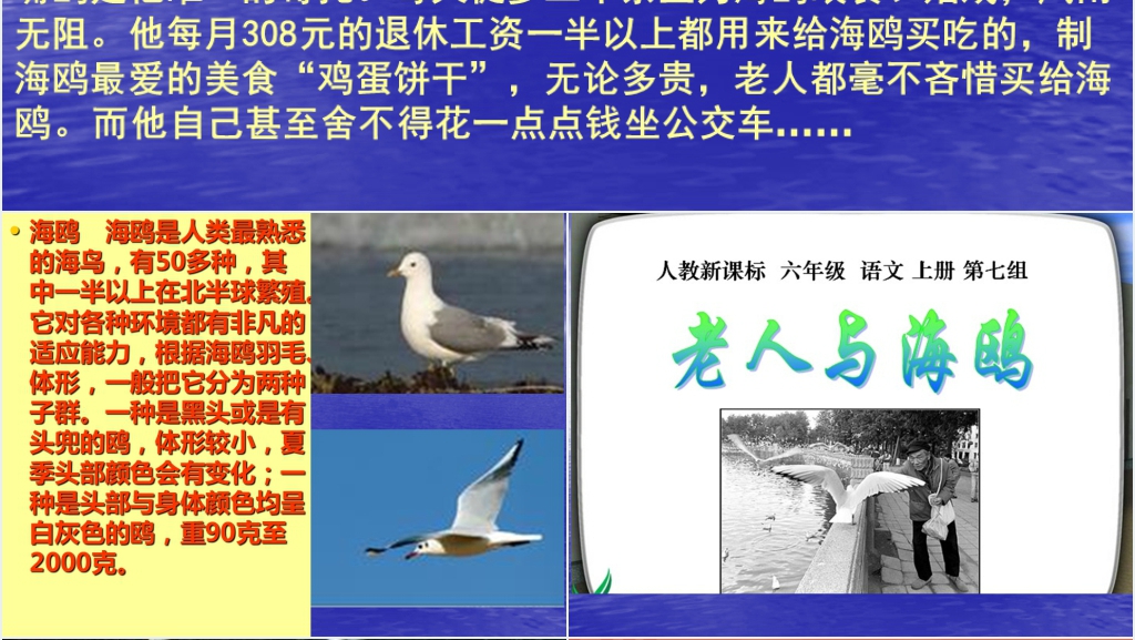 六年级上册语文老人与海鸥PPT课件 六年级上册语文老人与海鸥PPT课件