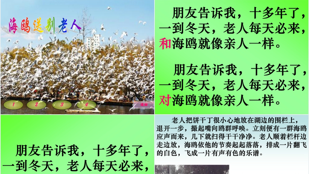 六年级上册语文老人与海鸥PPT课件 六年级上册语文老人与海鸥PPT课件
