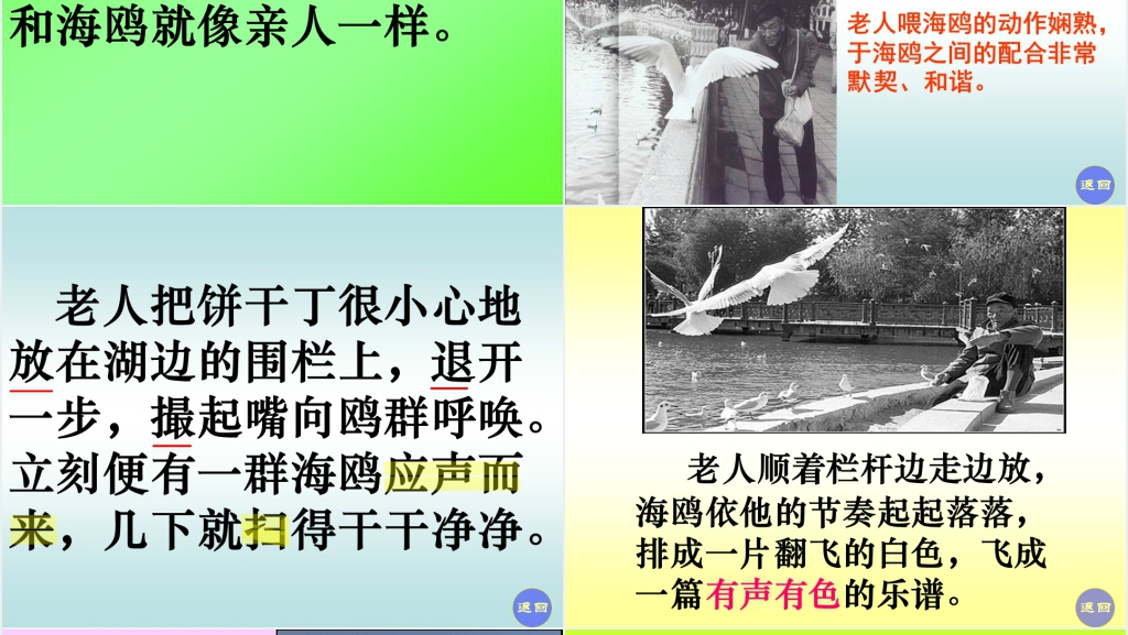 六年级上册语文老人与海鸥PPT课件 六年级上册语文老人与海鸥PPT课件