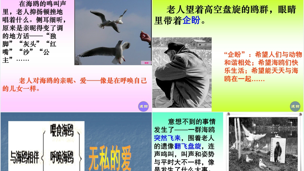 六年级上册语文老人与海鸥PPT课件 六年级上册语文老人与海鸥PPT课件