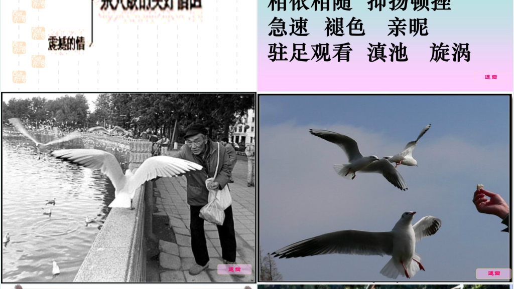 六年级上册语文老人与海鸥PPT课件 六年级上册语文老人与海鸥PPT课件
