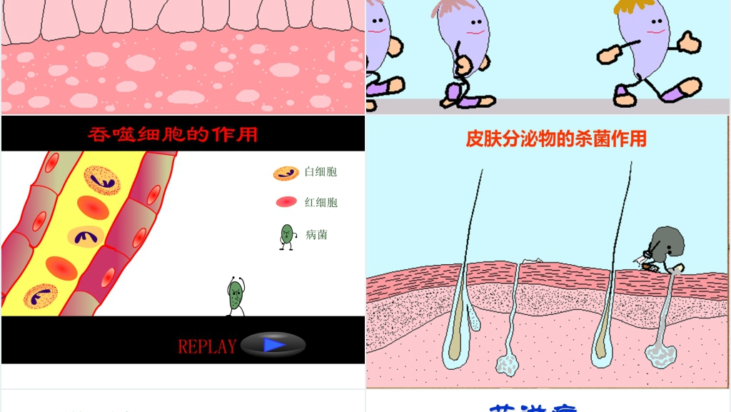高三第四节免疫调节PPT课件 高三第四节免疫调节PPT课件
