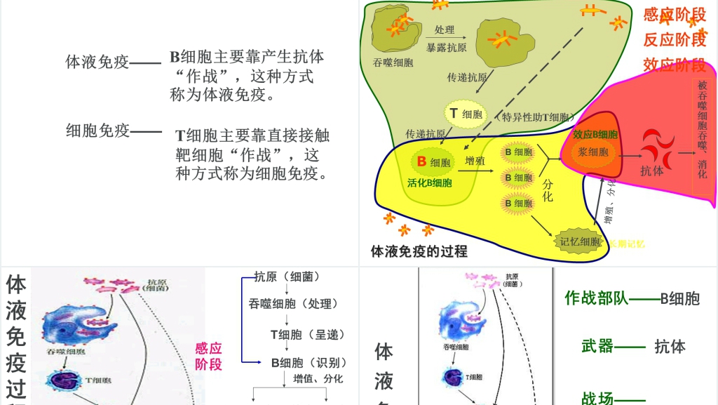 高三第四节免疫调节PPT课件 高三第四节免疫调节PPT课件