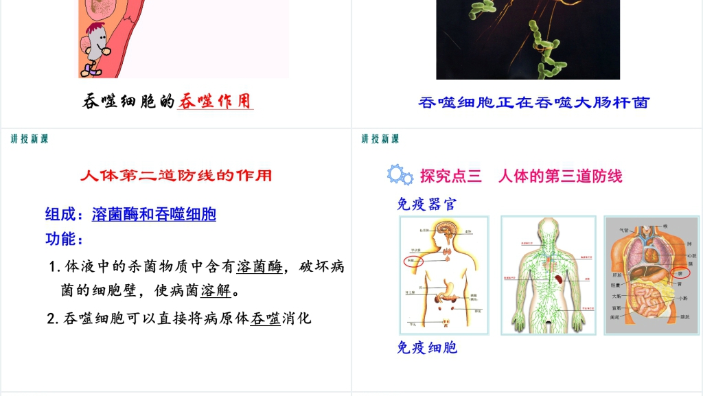 人体免疫的三道防线(第1课时)PPT课件 人体免疫的三道防线(第1课时)PPT课件