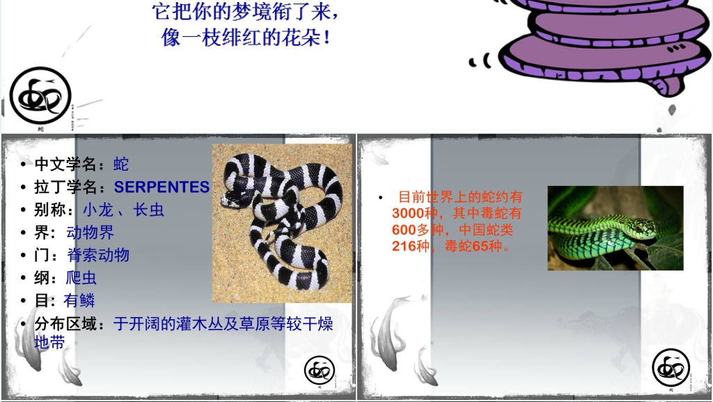 介绍蛇PPT课件 介绍蛇PPT课件