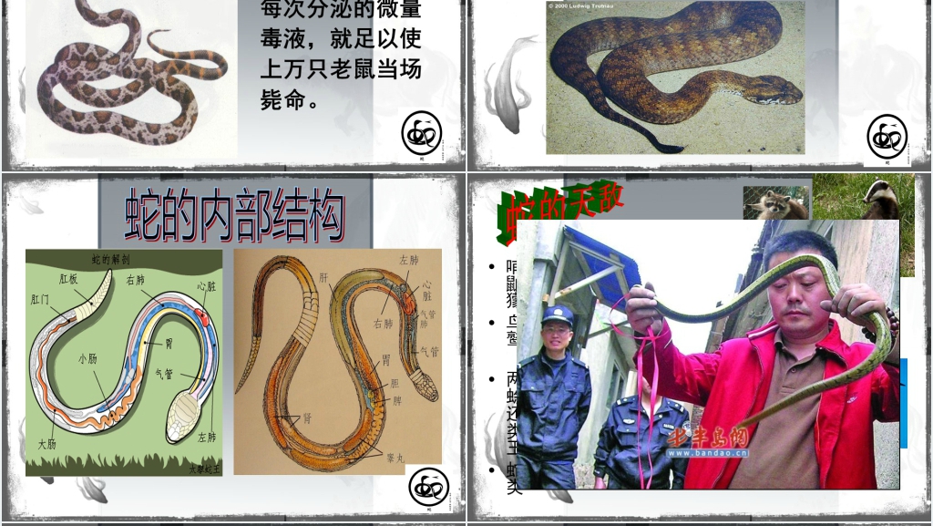介绍蛇PPT课件 介绍蛇PPT课件