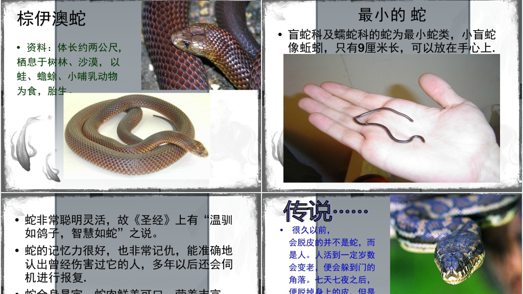 介绍蛇PPT课件 介绍蛇PPT课件