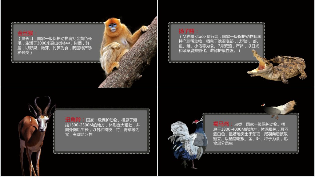 黑色保护濒危野生动物PPT课件 黑色保护濒危野生动物PPT课件