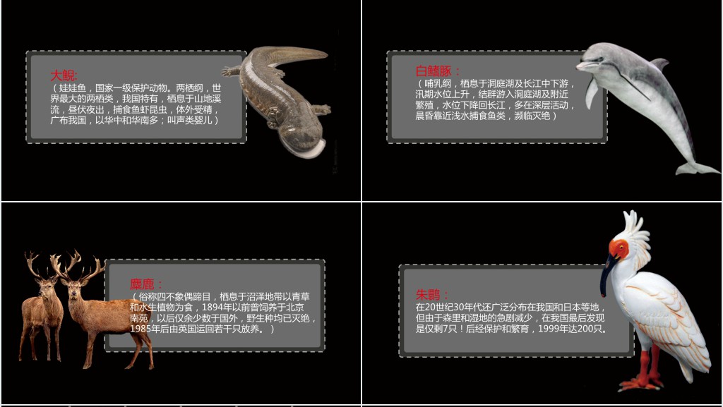 黑色保护濒危野生动物PPT课件 黑色保护濒危野生动物PPT课件