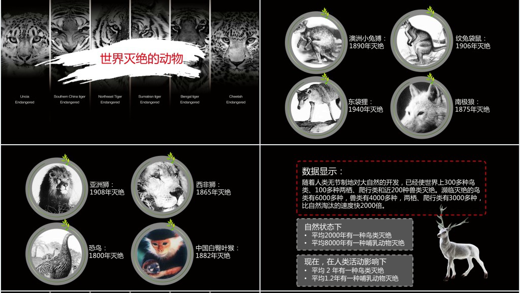 黑色保护濒危野生动物PPT课件 黑色保护濒危野生动物PPT课件