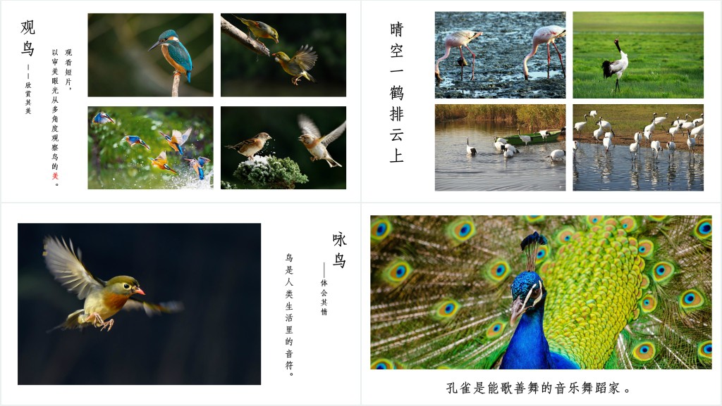 梁实秋《鸟》教案PPT课件 梁实秋《鸟》教案PPT课件