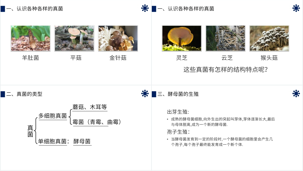 八年级初二上册《真菌》PPT课件 八年级初二上册《真菌》PPT课件