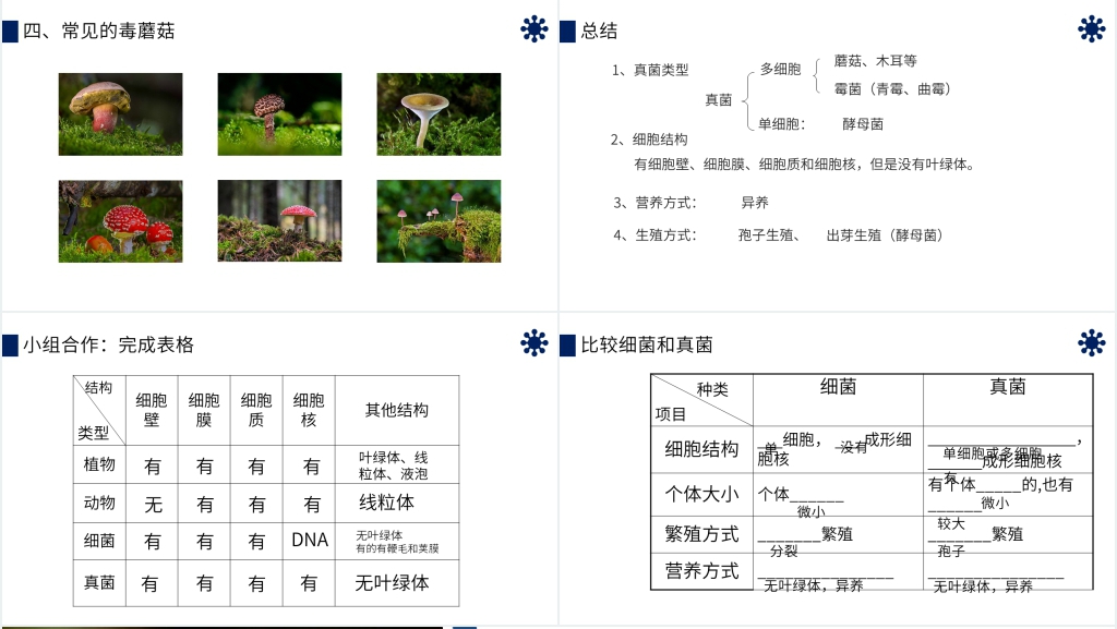 八年级初二上册《真菌》PPT课件 八年级初二上册《真菌》PPT课件