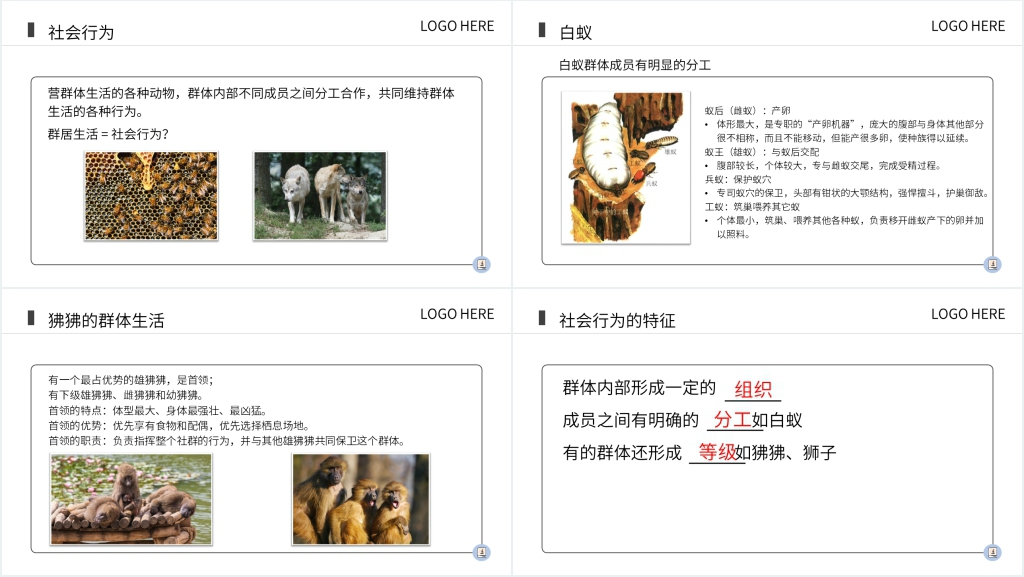 八年级初二上册《社会行为》PPT课件 八年级初二上册《社会行为》PPT课件