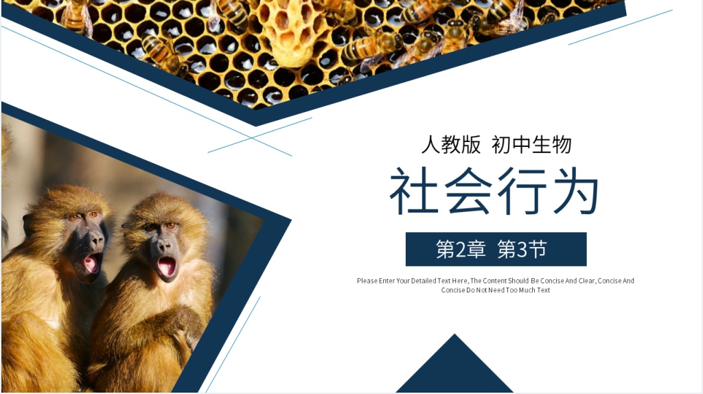 八年级初二上册《社会行为》PPT课件 八年级初二上册《社会行为》PPT课件