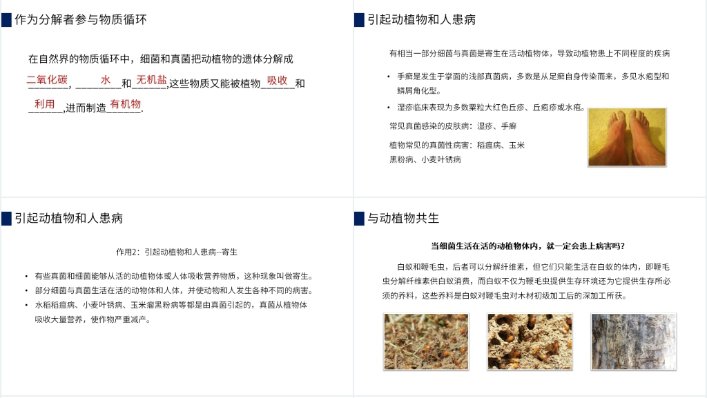 八年级初二上册《细菌和真菌在自然界中的作用》PPT课件 八年级初二上册《细菌和真菌在自然界中的作用》PPT课件