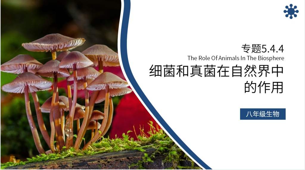 八年级初二上册《细菌和真菌在自然界中的作用》PPT课件 八年级初二上册《细菌和真菌在自然界中的作用》PPT课件