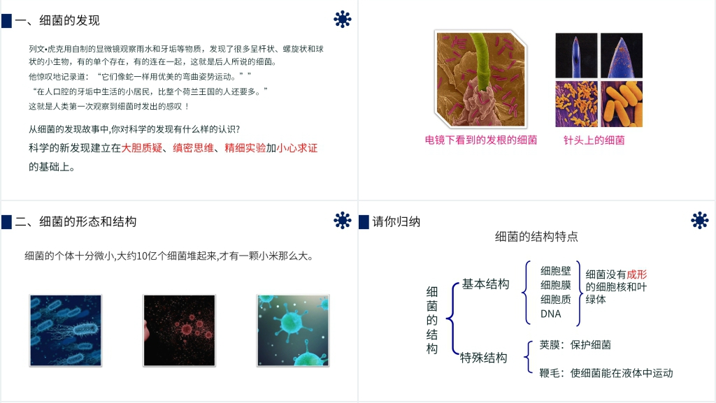 八年级初二上册《细菌》PPT课件 八年级初二上册《细菌》PPT课件