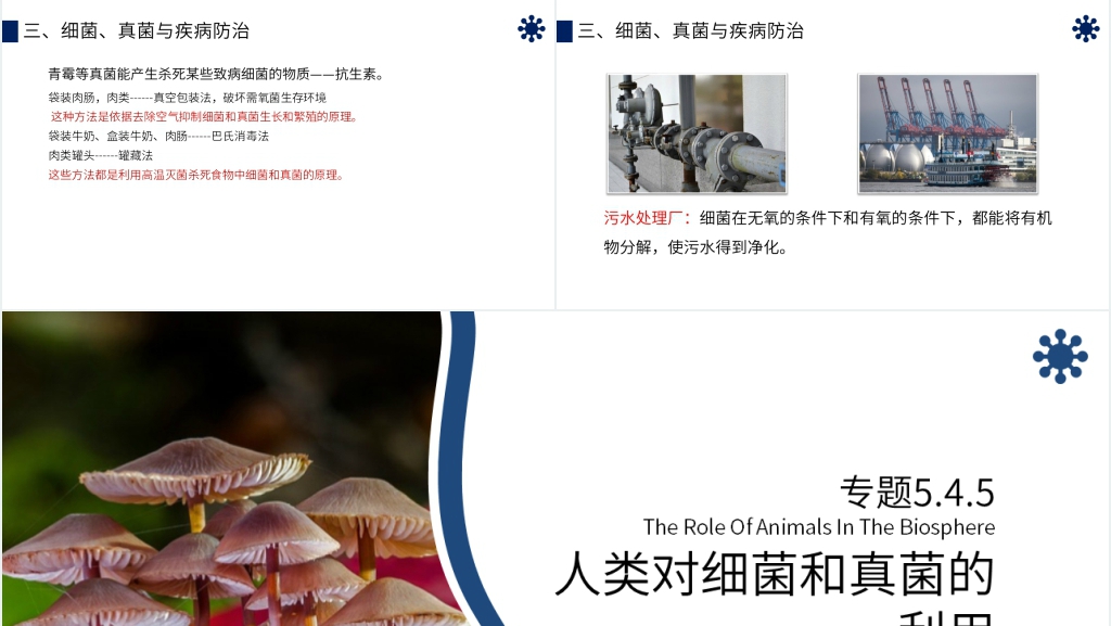 八年级初二上册《人类对细菌和真菌的利用》教学PPT课件 八年级初二上册《人类对细菌和真菌的利用》教学PPT课件