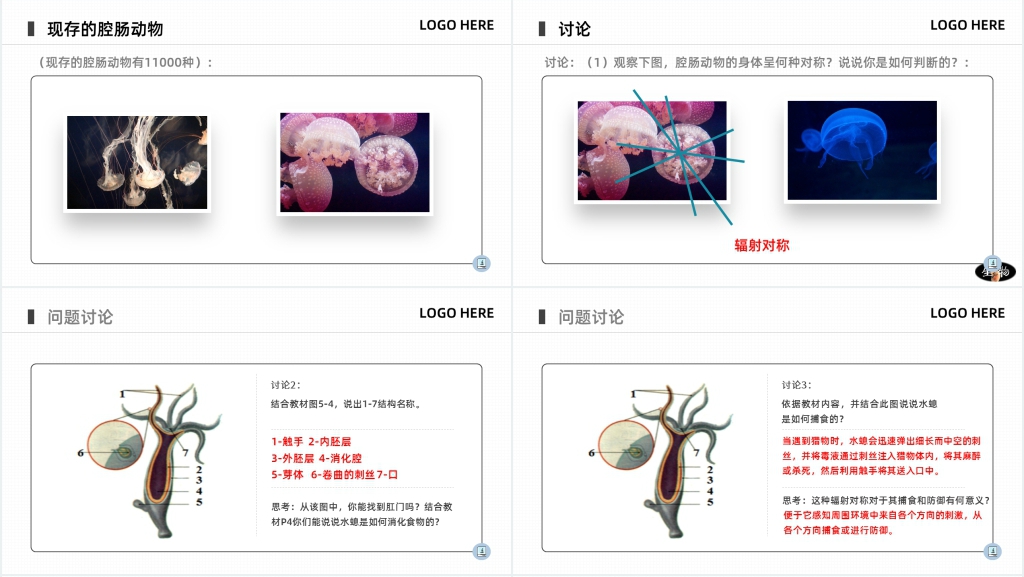 八年级初二上册《腔肠动物和扁形动物》PPT课件 八年级初二上册《腔肠动物和扁形动物》PPT课件