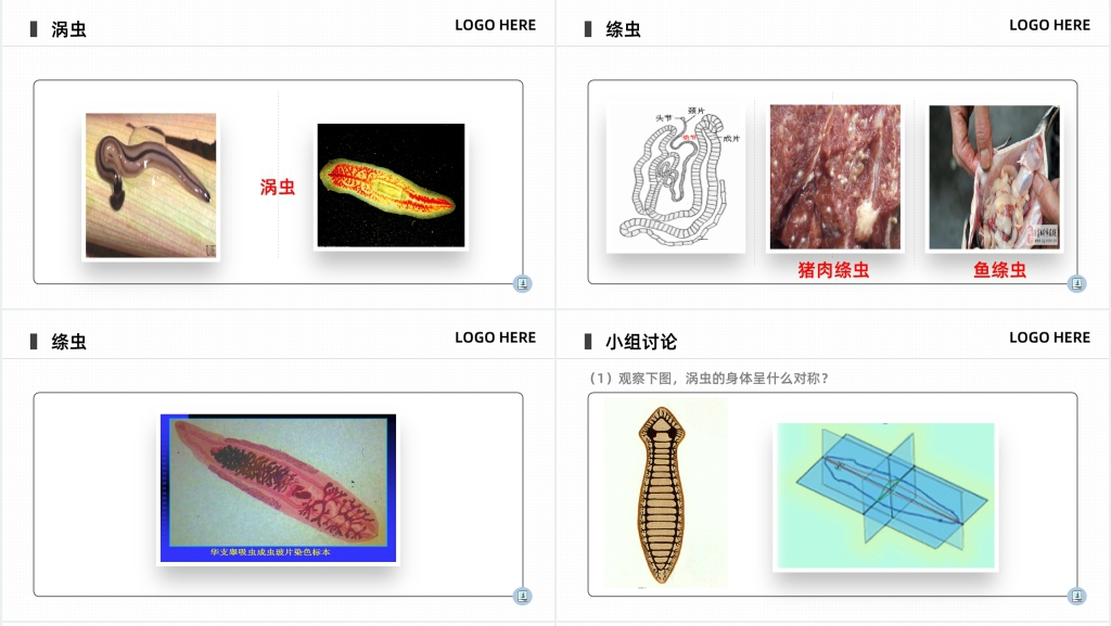 八年级初二上册《腔肠动物和扁形动物》PPT课件 八年级初二上册《腔肠动物和扁形动物》PPT课件