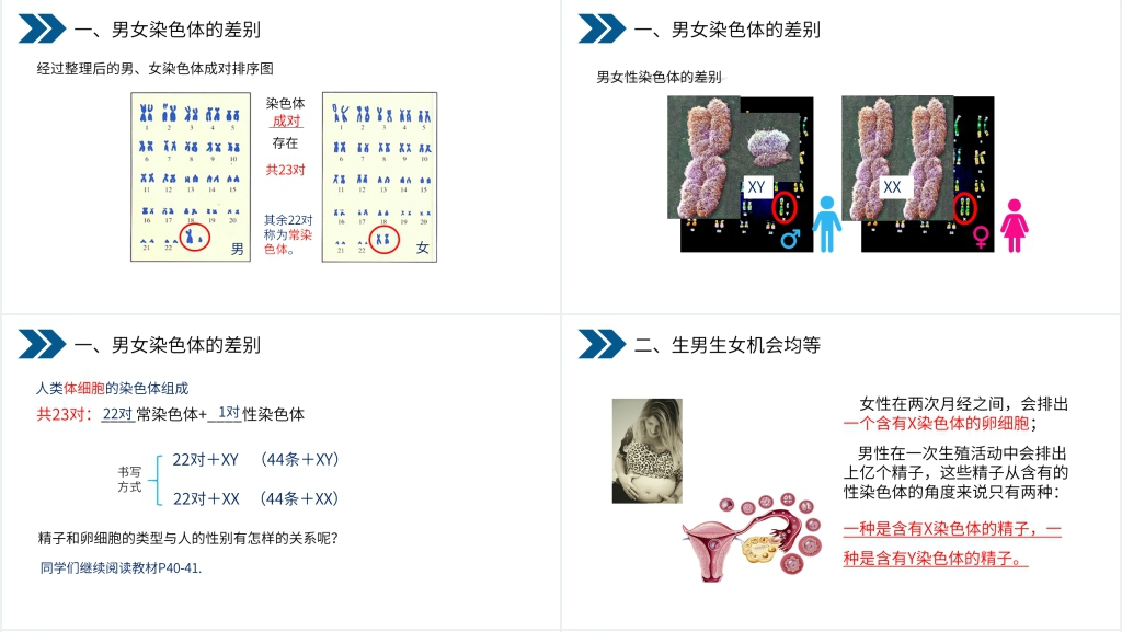 人教版初中生物八年级初二下册《生物的遗传和变异(人的性别遗传)》PPT课件 人教版初中生物八年级初二下册《生物的遗传和变异(人的性别遗传)》PPT课件