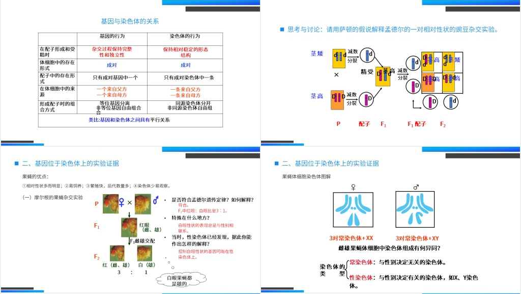 高一下册生物必修二《基因在染色体上》PPT课件 高一下册生物必修二《基因在染色体上》PPT课件