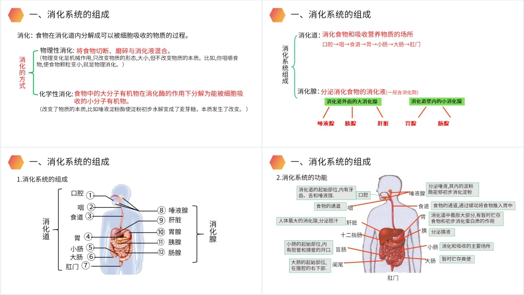 人教版生物七年级初一下册《消化和吸收》PPT课件