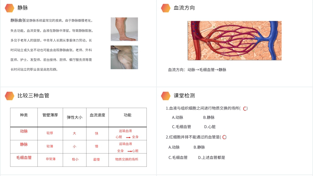 人教版生物七年级初一下册《血流的管道(血管)》讲课PPT课件 人教版生物七年级初一下册《血流的管道(血管)》讲课PPT课件