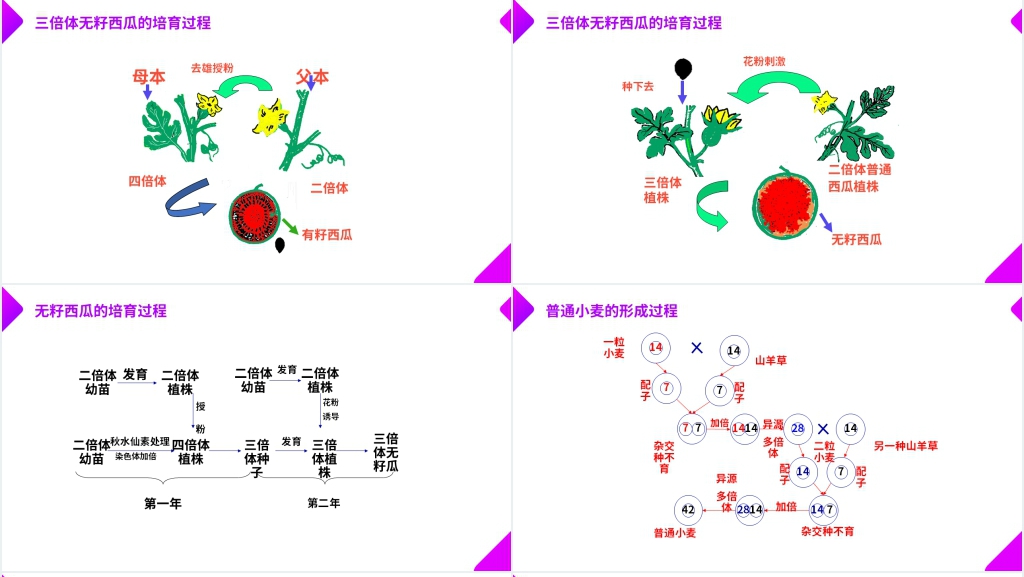 高一下册生物必修二《染色体变异》教学PPT课件 高一下册生物必修二《染色体变异》教学PPT课件