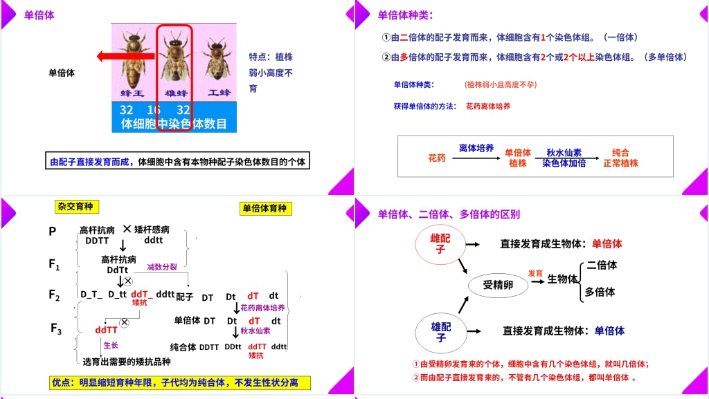 高一下册生物必修二《染色体变异》教学PPT课件 高一下册生物必修二《染色体变异》教学PPT课件